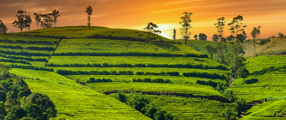 Sunset in Sri Lanka